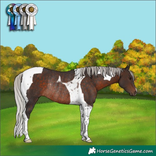 Horse Color:Silver Brown Tobiano Rabicano