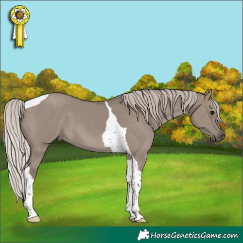 Horse Color:Silver Grullo Tobiano