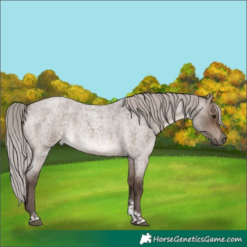 Horse Color:Silver Brown Roan Dun Tobiano