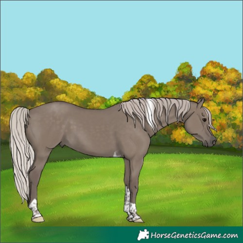 Horse Color:Silver Grullo Tobiano