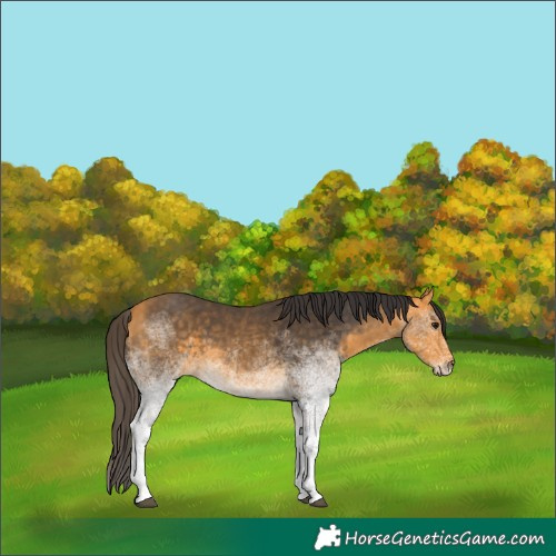 Horse Color:White Spotted Buckskin Tobiano 
