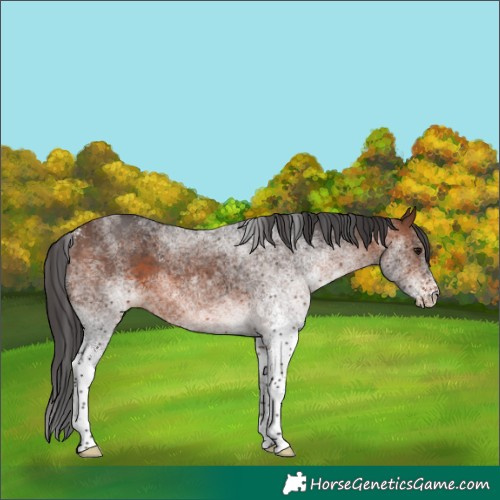 Horse Color:White Spotted Brown