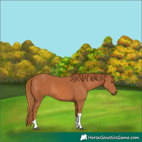 Horse Color:Chestnut Tobiano