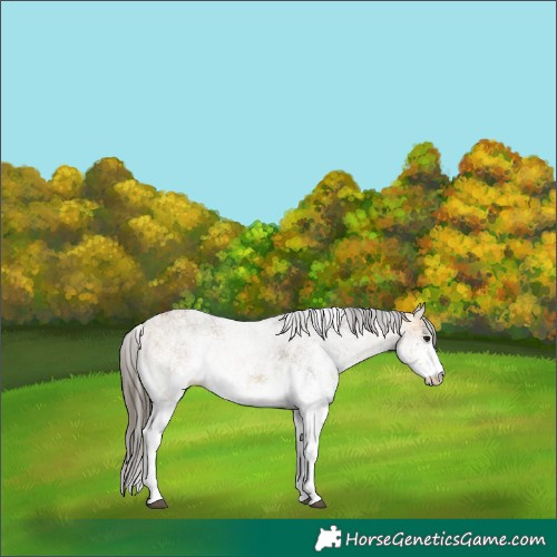 Horse Color:White Spotted Buckskin 