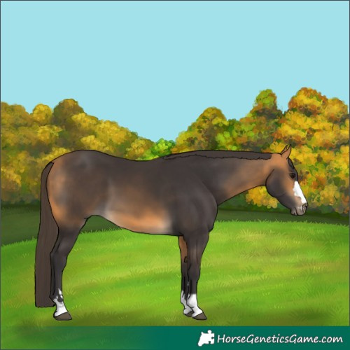 Horse Color:Buckskin