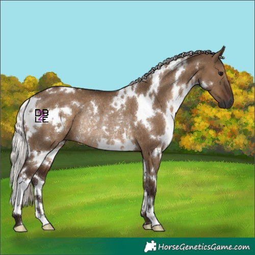 Horse Color:Gray White Spotted Silver Grullo Rabicano