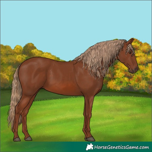 Horse Color:Chestnut 