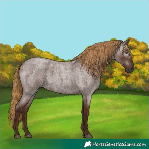 Horse Color:Gray Red Roan 