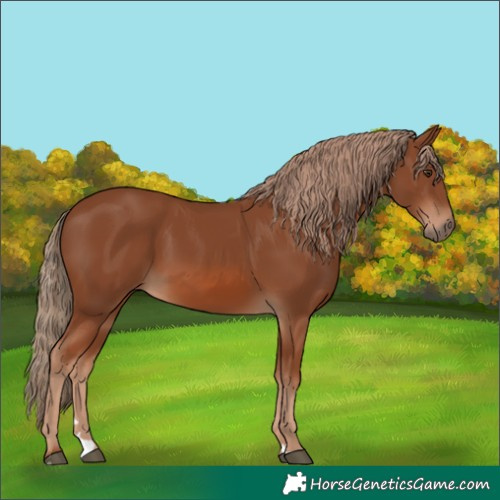 Horse Color:Chestnut 