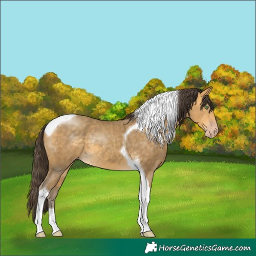 Horse Color:Sable Cream Champagne Tobiano