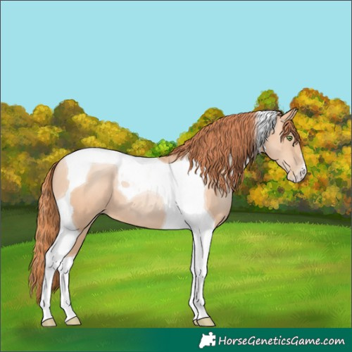 Horse Color:Classic Champagne Pearl Tobiano