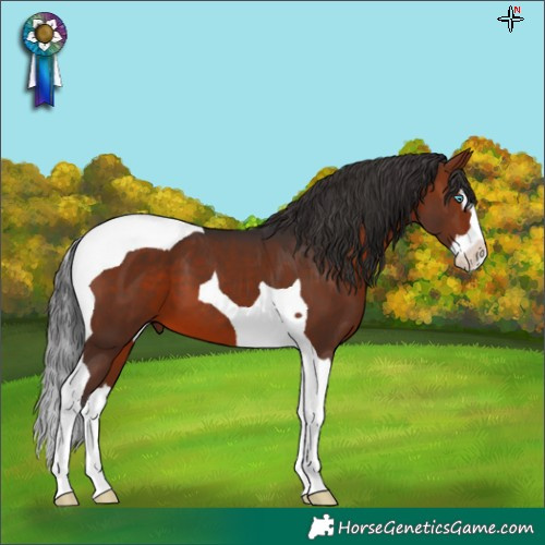 Horse Color:Brown Splash Tobiano 