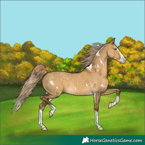 Horse Color:White Spotted Chocolate Palomino Dun Splash 
