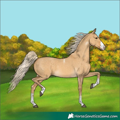 Horse Color:Palomino Dun 