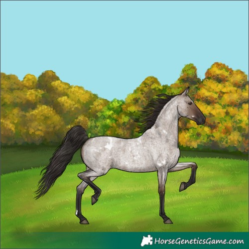 Horse Color:White Spotted Liver Red Dun Roan 