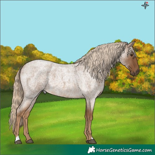 Horse Color:Chocolate Palomino Roan