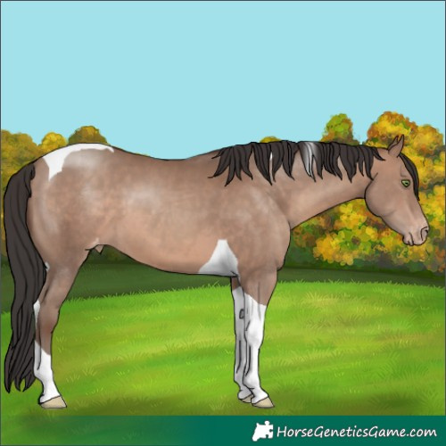 Horse Color:Sable Champagne Tobiano Varnish 
