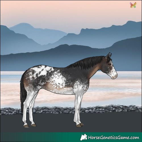 Horse Color:White Spotted Brown Varnish 