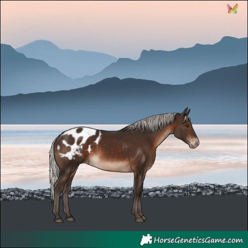 Horse Color:Silver Brown Varnish