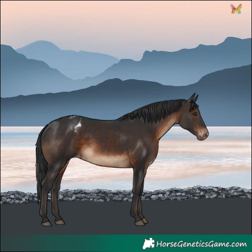 Horse Color:Brown Varnish 