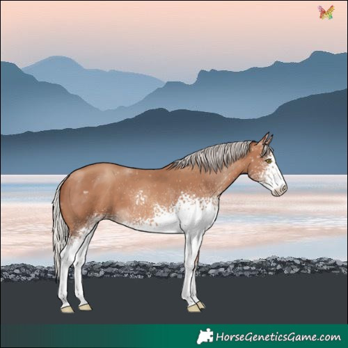Horse Color:White Spotted Silver Sable Champagne