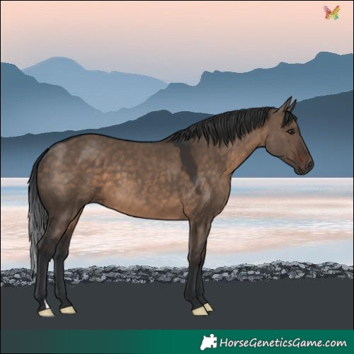 Horse Color:Brown Dun