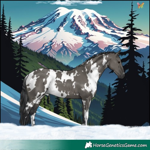 Horse Color:White Spotted Grullo