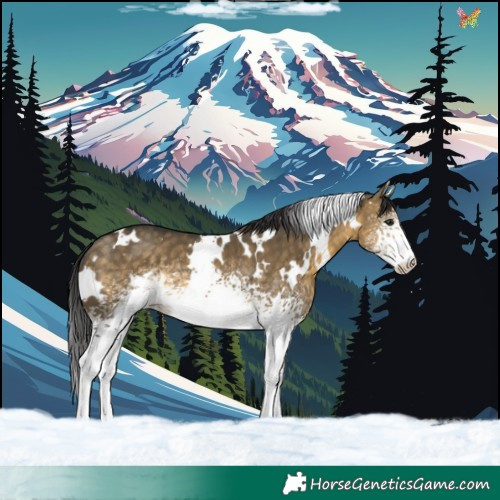Horse Color:White Spotted Buckskin Dun