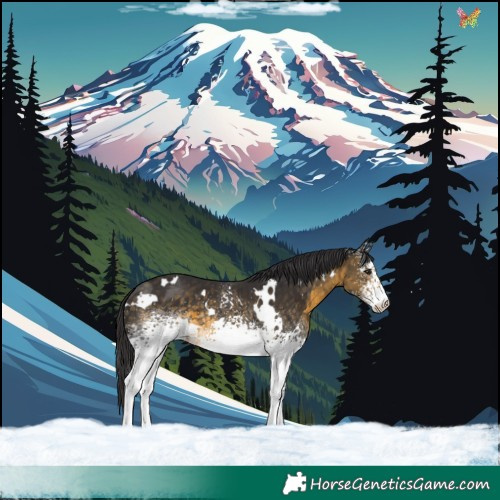 Horse Color:White Spotted Buckskin