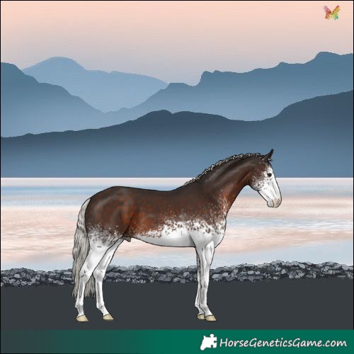Horse Color:White Spotted Silver Brown 