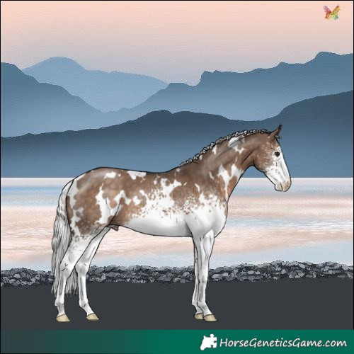 Horse Color:White Spotted Silver Brown Dun 