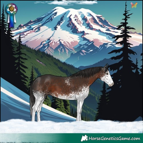 Horse Color:White Spotted Liver Chestnut 
