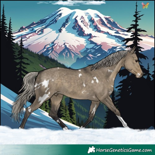Horse Color:White Spotted Silver Smoky Grullo Tobiano Varnish Rabicano 