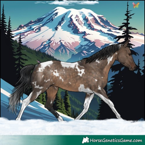Horse Color:White Spotted Brown Dun Tobiano Rabicano