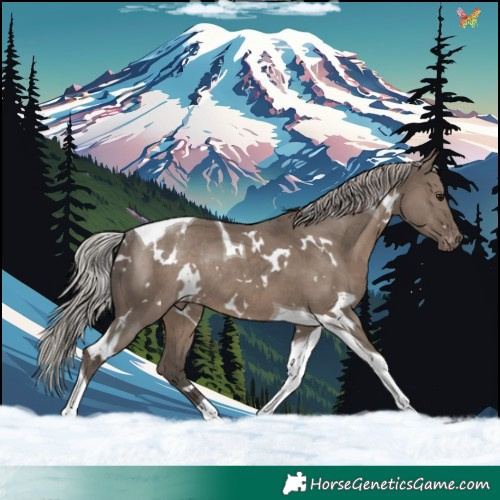 Horse Color:White Spotted Silver Grullo Tobiano Varnish Rabicano 