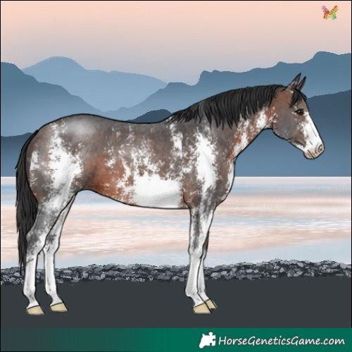 Horse Color:Brown Sabino