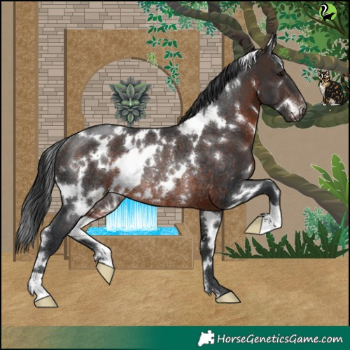 Horse Color:White Spotted Brown Rabicano