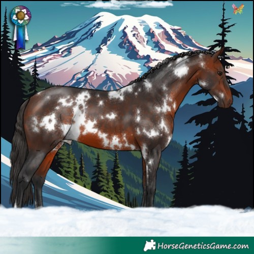 Horse Color:White Spotted Bay