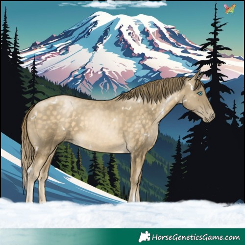 Horse Color:White Spotted Buckskin Pearl Rabicano 