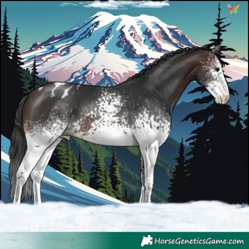 Horse Color:White Spotted Brown Varnish