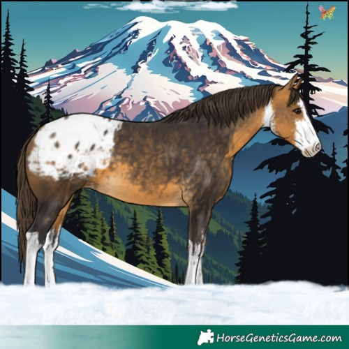 Horse Color:White Spotted Buckskin Blanket