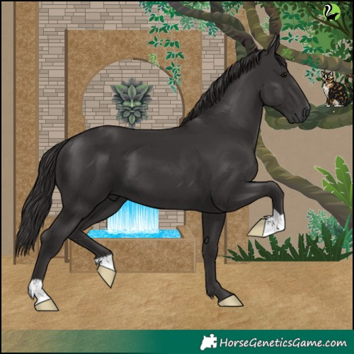 Horse Color:Smoky Black