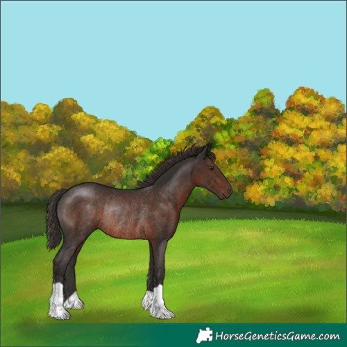Horse Color:Liver Chestnut Rabicano 