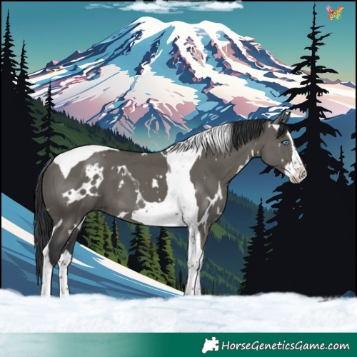 Horse Color:White Spotted Grullo Splash Tobiano