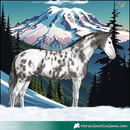 Horse Color:White Spotted Grullo Splash Blanket 
