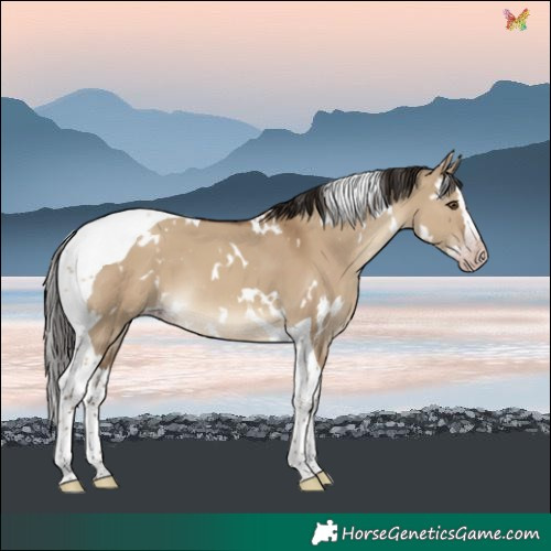 Horse Color:Gray White Spotted Classic Champagne Dun Splash Tobiano Varnish
