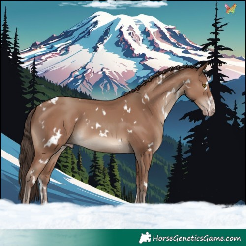 Horse Color:White Spotted Classic Champagne