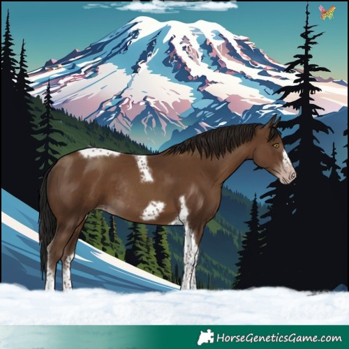 Horse Color:Gray Classic Champagne Tobiano Frame Rabicano 