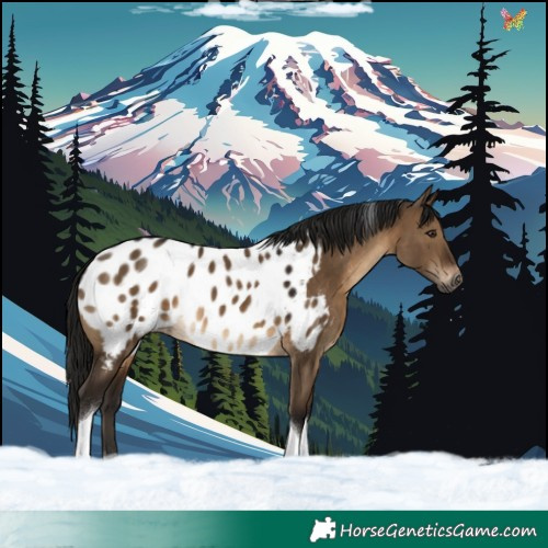 Horse Color:Gray Brown Dun Tobiano Blanket