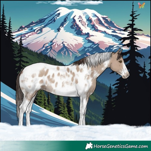 Horse Color:White Spotted Classic Champagne Dun Tobiano Frame Blanket